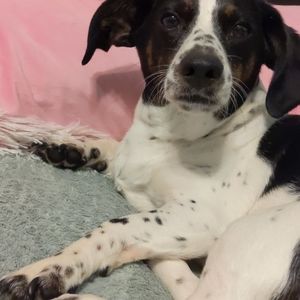 My dog says hello! And to check out my closet!